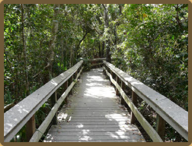 Mahogany Hammock Trail