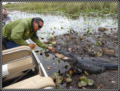 Guide Fabian und der Alligator