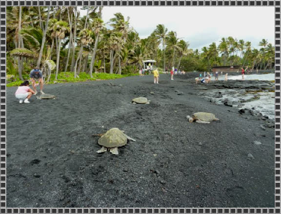 Meeresschildkröten am Punalu'u Black Sand Beach
