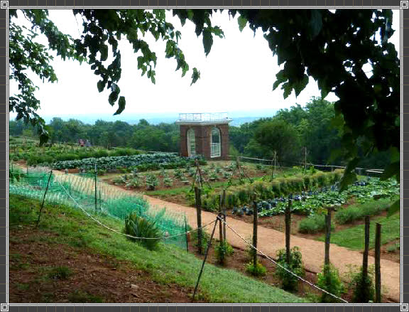 Der Gemüsegarten