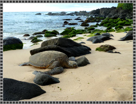 Meeresschildkröte am Laniakea Beach