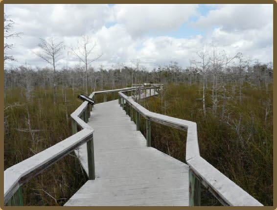 Mahogany Hammock Trail