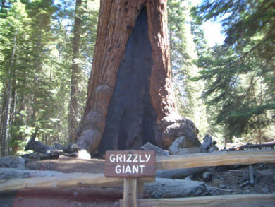 Grizzly Giant
