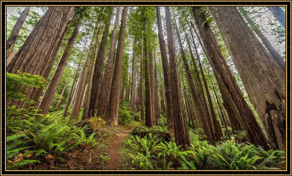 Redwoodbäume im Redwood National und State Park