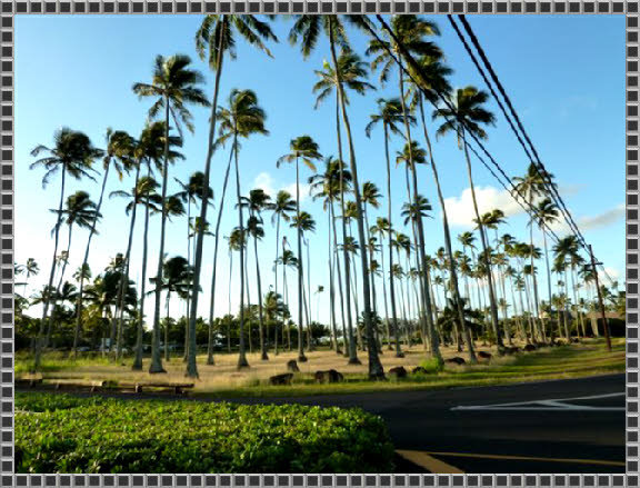 Palmen vor der Plantation Hale Suites