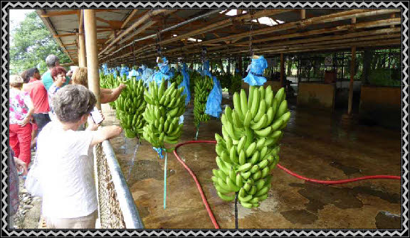 Bananen Plantage Del Monte